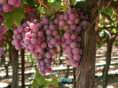 Canadice live seedless grape - 1,