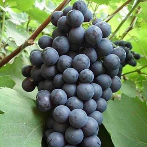 Venus seedless live grape - seedless,